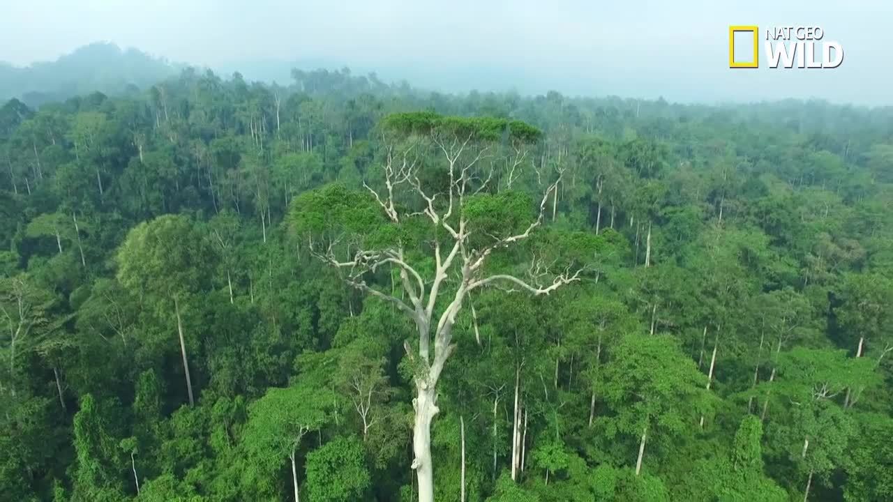 Nat Geo Wild: Saving the Sumatran Rhino